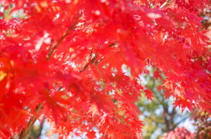 【テスト】大阪城公園の紅葉情報をSNSで集めました!