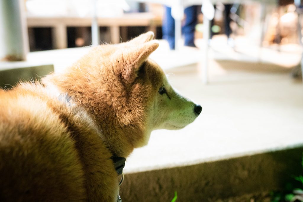 宮崎 和牛 尾崎牛 wagyumafia