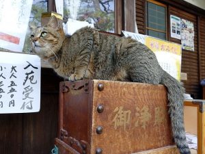 猫好きには堪らない!京都の梅宮大社
