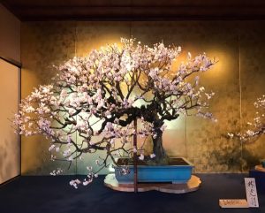 長浜市内の国指定名勝・慶雲館で「第69回長浜盆梅展」が開催!