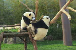 海と陸の動物園!アドベンチャーワールドの観光スポット