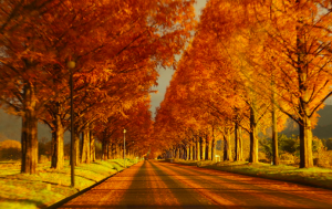 【おうちで楽しもう】春夏秋冬絶景!メタセコイア並木をご紹介!