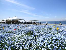 【中止】大阪まいしまシーサイドパークでGW期間も含めてネモフィラ祭りが開催!